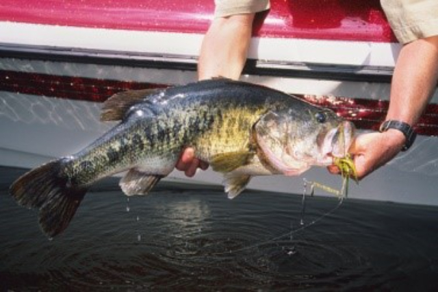 fall fishing tips for bass