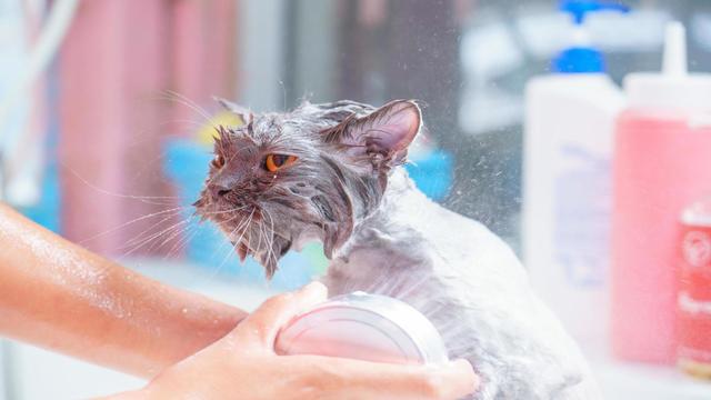 Wash an Adult Cat