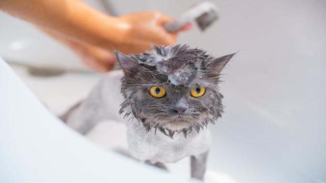 Wash an Adult Cat