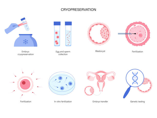 cryopreservation of embryo 