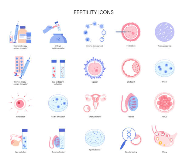 embryo cryopreservation process 