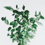 buy indoor plants online australia