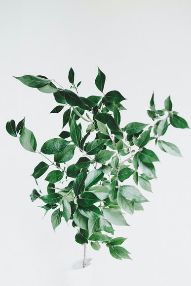 buy indoor plants online australia